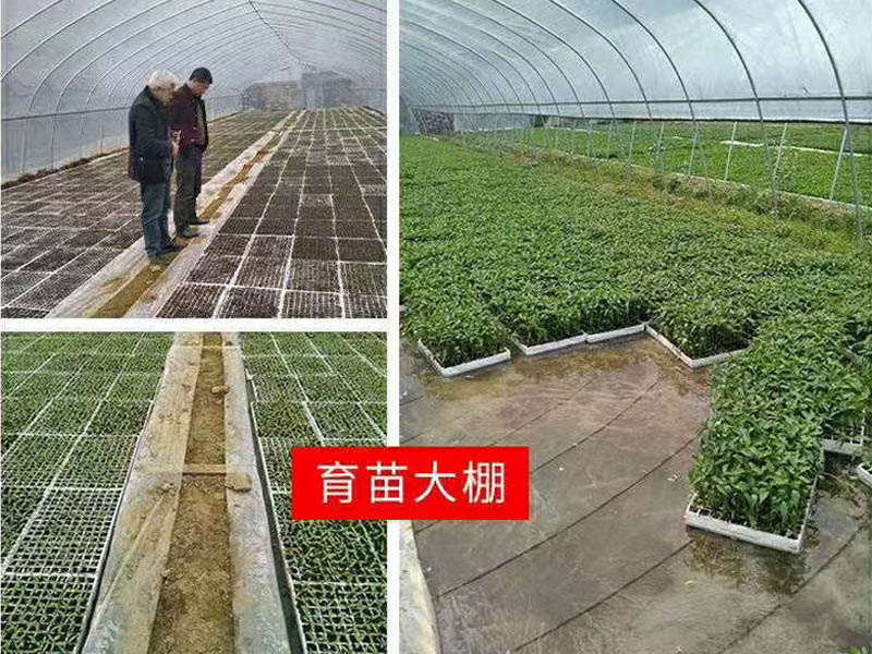 蔬菜溫室大棚建設 蔬菜溫室大棚建設