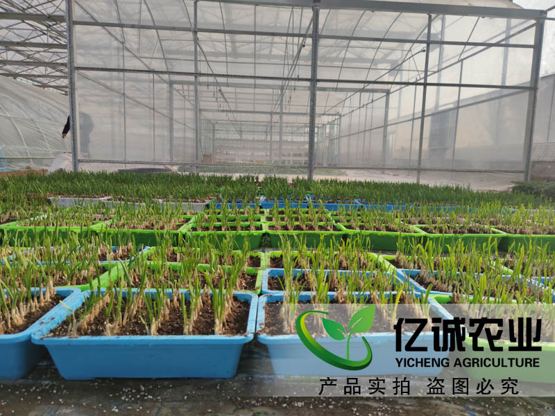 大棚溫室報價 大棚溫室報價