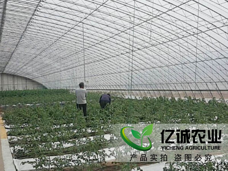 智能溫室蔬菜大棚 智能溫室蔬菜大棚