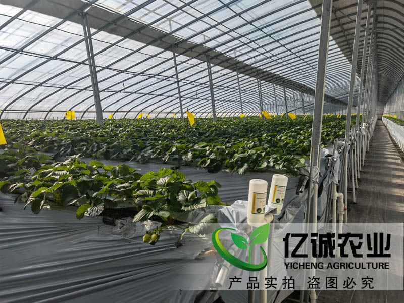 智能溫室蔬菜大棚 智能溫室蔬菜大棚