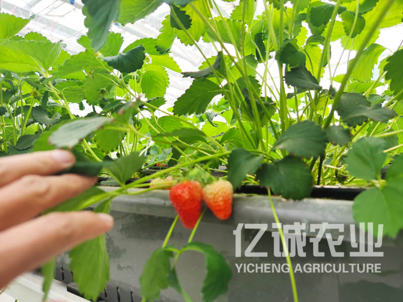 現(xiàn)化化大棚建設 現(xiàn)化化大棚建設